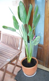 Strelitzie kurz nach dem Kauf