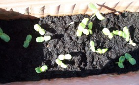 Sonnenblumen-Keimlinge Sonnenblumen-Keimlinge