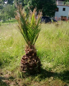 Die Palme im Jahr 2004