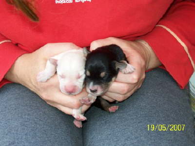 Zwei Meerschweinchen