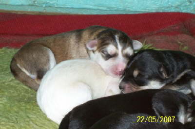 Schlafen, Kuscheln und...........