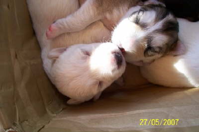 Ein Ksschen unter Geschwistern