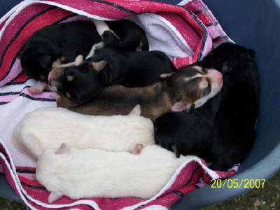 Sieben auf einen Streich!