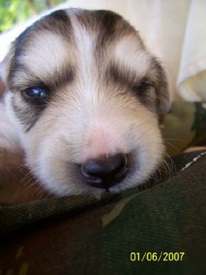 ...auch bei Brauni.....